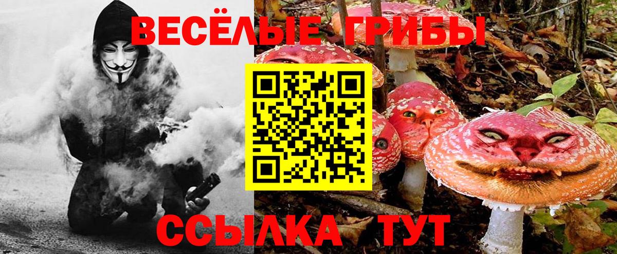 Псилоцибиновые грибы Psilocybe  Вход с VPN  Псилоцибиновые грибы GOLDEN TEACHER  Гулькевичи 